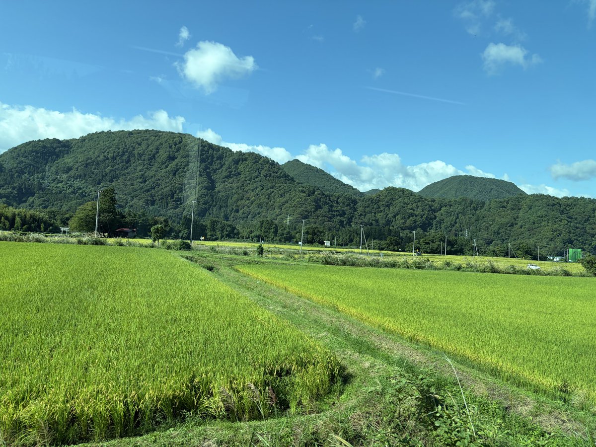 futabaroyal's tweet photo. これは休耕田🌾これは転作してる...と呟きながらこれ程熱心に水田を見る時が来るとはネ💦サギやカラスは何しに来てるの？まさかのサギ農法？🐦‍⬛ん〜？アイガモ農法とかとは違うよ...帰ったら調べよ🌾そして会津の米は美味しかった😋
#米作　#裏磐梯 https://t.co/7Ox9zPI16T