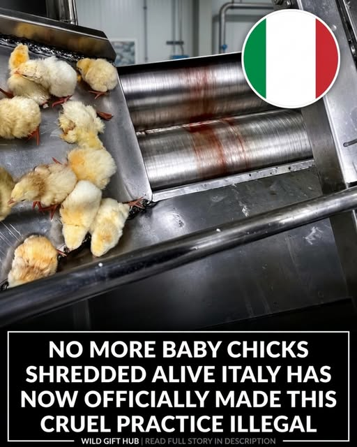 tiger26931's tweet photo. Italy has officially ended one of the egg industry’s most criticized practices. Starting in 2026, hatcheries must use technology that identifies a chick’s sex before it hatches. This means male chicks will no longer be culled after birth.  🇮🇹 https://t.co/B9jodKBDZL