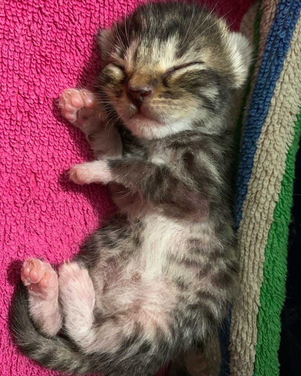 catpostaura's tweet photo. https://t.co/zhrxhjTyz9