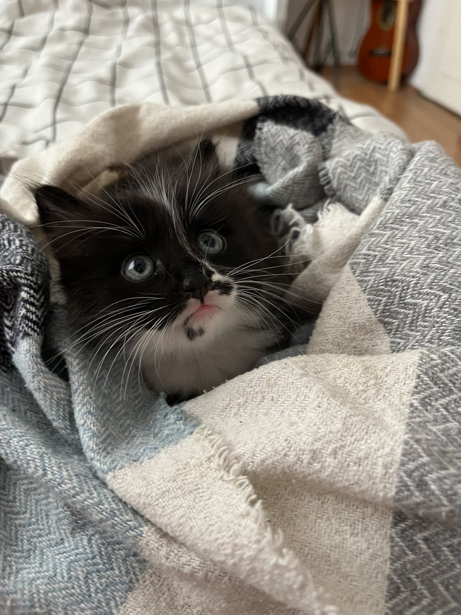 heralokis's tweet photo. Bu bebeyi yağmurda ağlarken buldum. Ankara içi sahiplendirmek istiyorum #kedi  #sahiplendirme https://t.co/pUECYttL9v