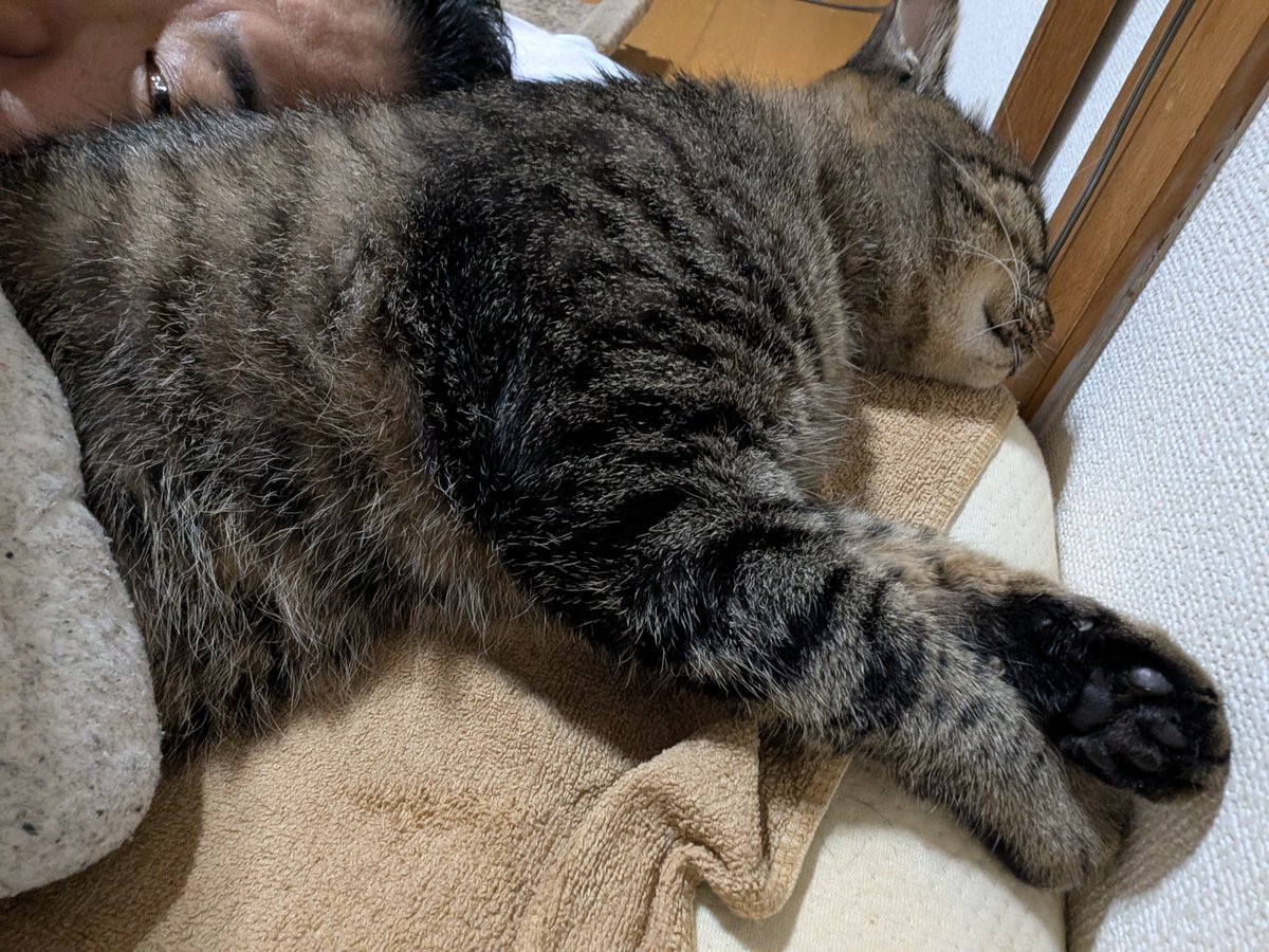ohhowz's tweet photo. 激しいスクリュー頭突きの後、頭のところに陣取って寝てしまった (ΦωΦ)

おやすみ、しまじろう😪

#キジトラ　　#春乃しまじろう
#猫好きさんとつながりたい
#猫のいる暮らし https://t.co/V6WzbQ6fv5