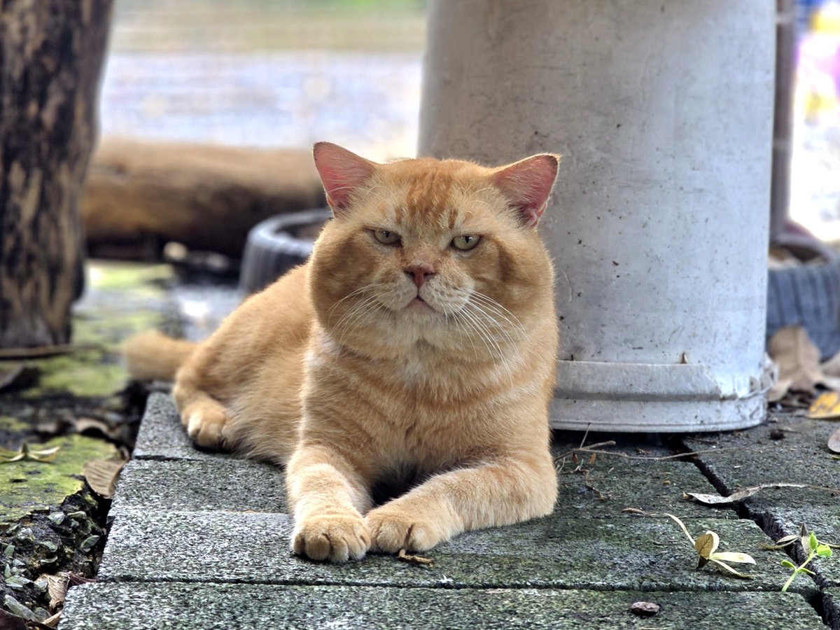 thmeow's tweet photo. #ทองมา: "พ่อแอบมองผมทำไมครับ พ่อจะแอบถ่ายลองกองผมไปอวดชาวบ้านอีกแล้วใช่ไหมครับ!" https://t.co/i5sILIWGFB