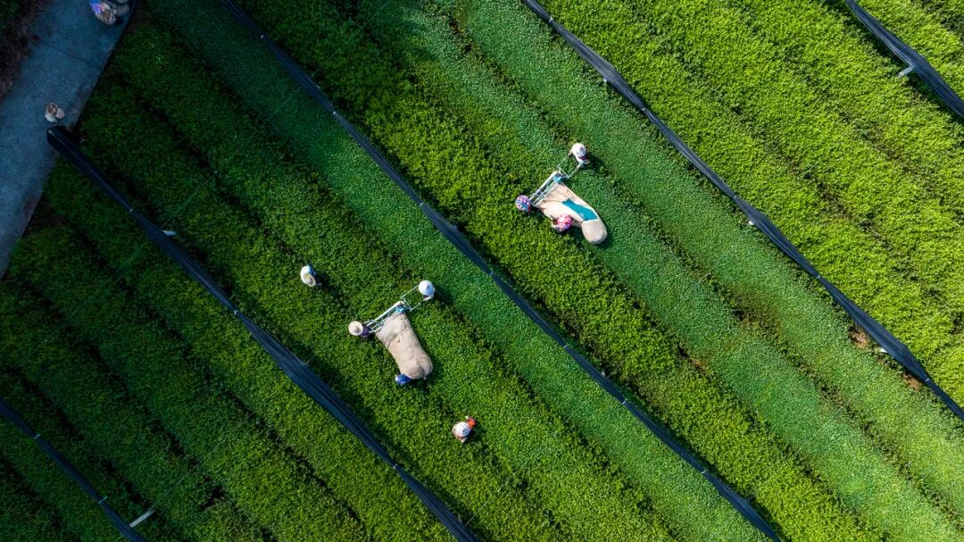 hangzhoufeel's tweet photo. 🍃🍵 What if a #Tea farm could make money all year round?

In #Chunan, tea farmers are finding new value in the leaves once overlooked after the spring harvest. With smart processing, higher standards, and growing demand from the new tea-drink industry, summer and autumn tea are becoming a new source of income.

Tea leaves that once sat unused are now turned into matcha, tea bases, bottled drinks and more.  Some tea factories are even processing winter leaves, keeping production going through the colder months.

#Hangzhou #TeaCulture #ChineseTea #SmartAgriculture #RuralRevitalization