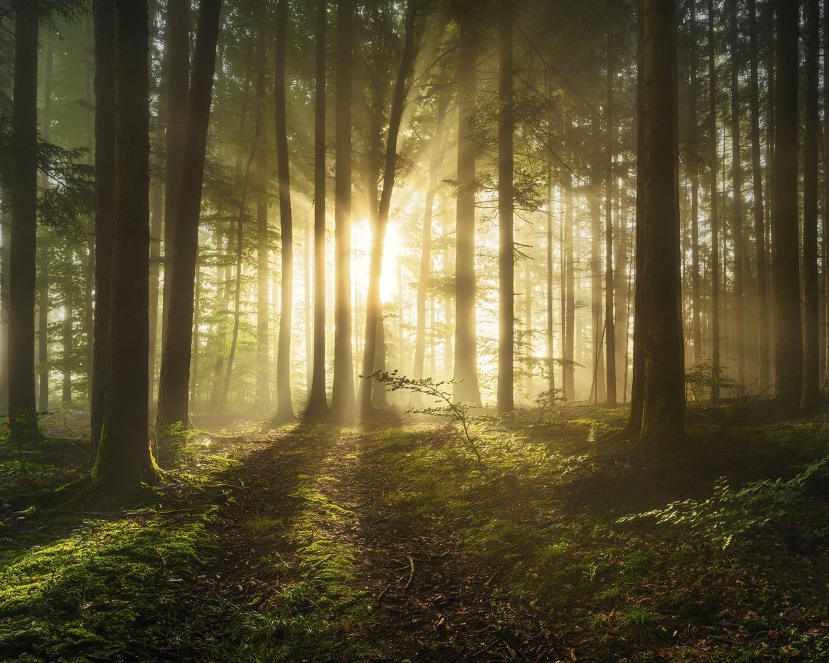 Schoenberger_K's tweet photo. Smells like Autumn
Such a beautiful morning in the Forest today. Felt like Home.
Upper Bavaria, Germany
#tree_magic #oberbayern #visitbavaria #chiemseechiemgau #ig_shotz_trees https://t.co/9iPVam45Fr
