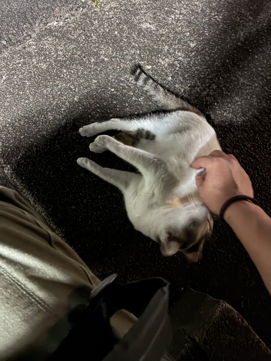 dmim666's tweet photo. 野良猫 https://t.co/tbI5VGVI8t