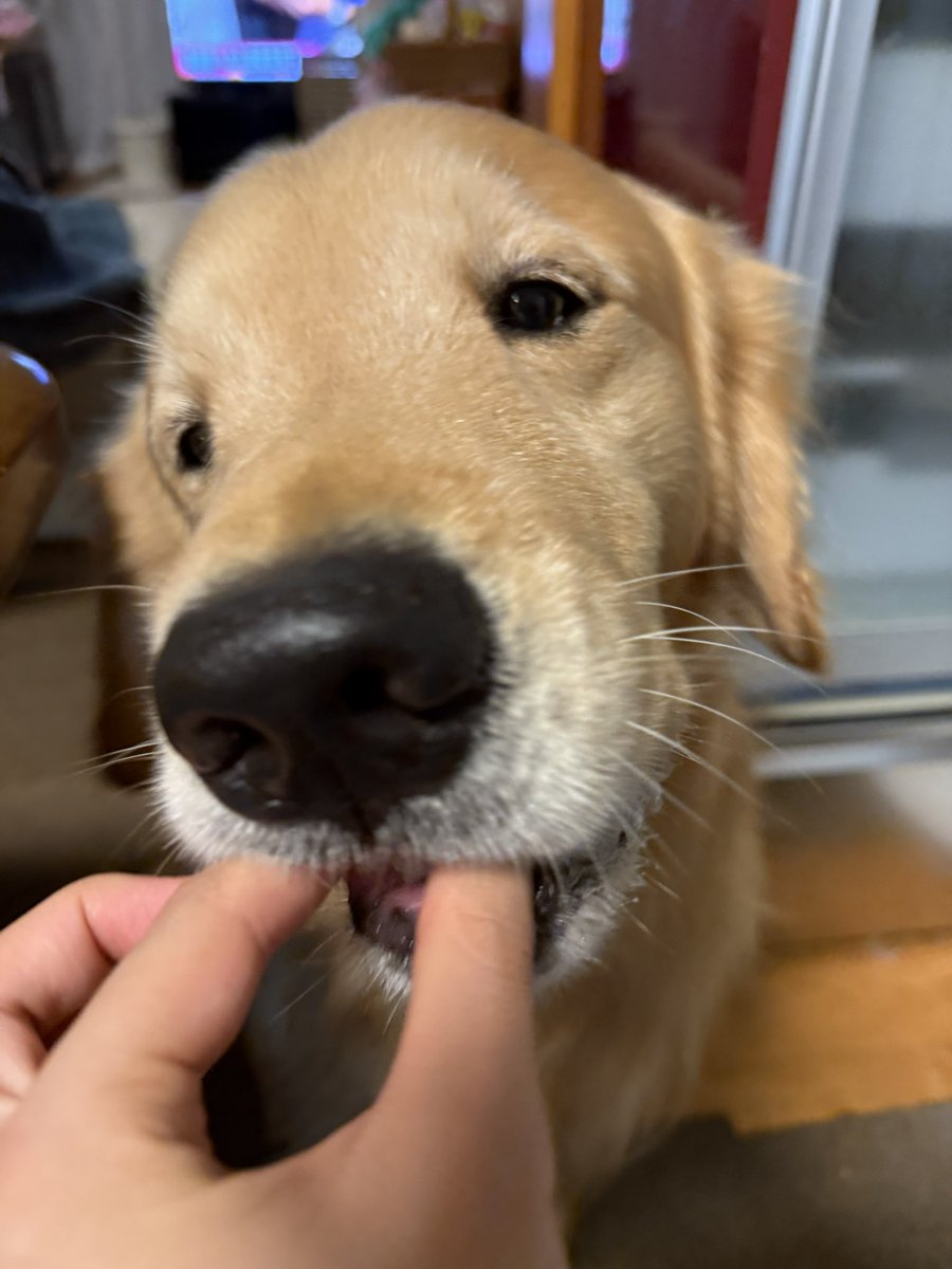 fortegolden's tweet photo. 新米の味をしめている https://t.co/kQSyTJwzkx