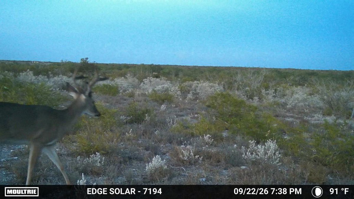 Baseball25dave1's tweet photo. They’re definitely moving! #VargasRanch #DoveSeason #DeerSeason #IYKYK https://t.co/DQ24kTg8qX