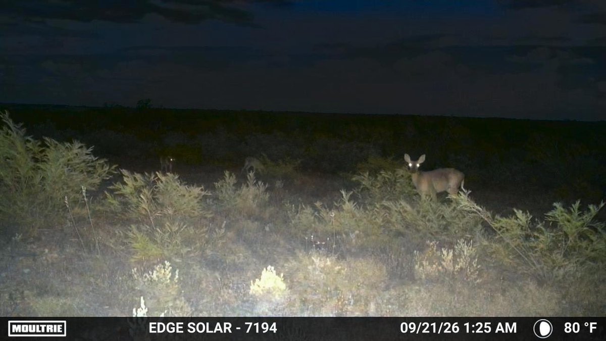 Baseball25dave1's tweet photo. They’re definitely moving! #VargasRanch #DoveSeason #DeerSeason #IYKYK https://t.co/DQ24kTg8qX