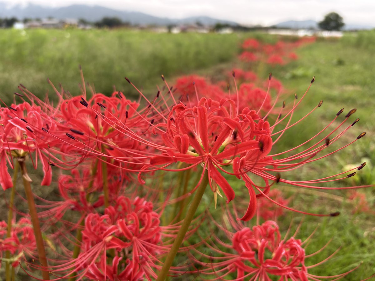 July4Chi's tweet photo. 今日も一日おつかれさま。
最近一日が早すぎる…

朝のお弁当と、彼岸花と、夕方の田んぼ。
少しずつ秋🍂

京都・西の郊外にて。 https://t.co/AkiuuCR4yq