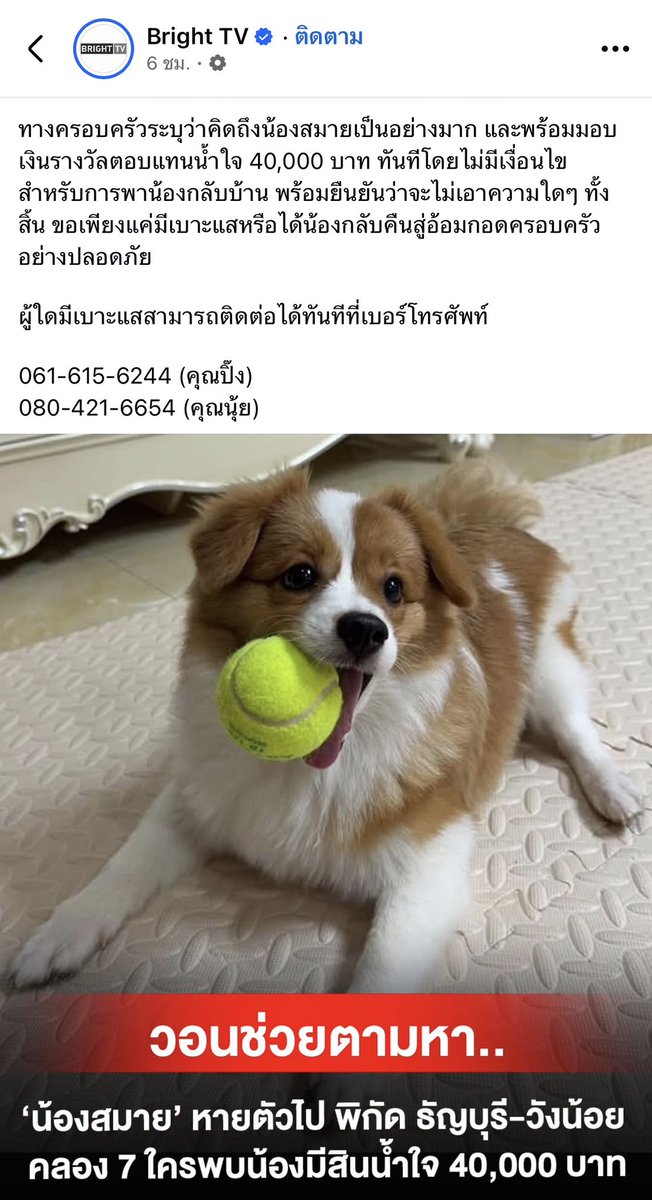 kunnu_meetang's tweet photo. ฝากแชร์ ตามหาน้องหมาชื่อสมาย น้องหายไปตั้งแต่ 25 สค 69 แถวถนนธัญบุรี-วังน้อย 
คลอง 7 ใครพบเบาะแสแจ้งได้ตามเบอร์เจ้าของ https://t.co/J6FtXMuhGx