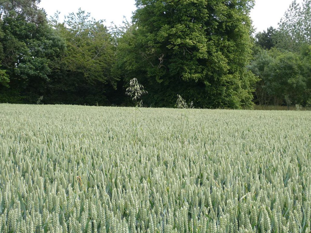 Neo_Hurrian's tweet photo. Hurro-Urartian Word of the Day 188

Hurrian: aβašini, cereal harvested when green.
Kurdish: awæši, overwatering crops or grain fields. When land is flooded with too much water, it causes the crops to turn yellow, rot, or wither in certain spots, damaging the yield.
ئاوەشی https://t.co/hWgVrVdHnI
