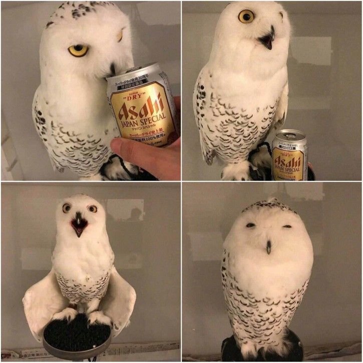 owltwting's tweet photo. https://t.co/TrqZSoHsfx