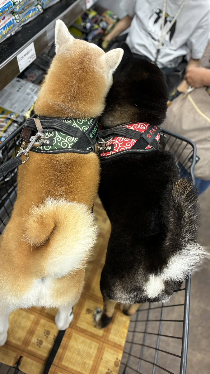 ymt0623's tweet photo. 今日はジョイフルエーケーにお買い物〜🐶🛍✨お利口さんな2匹☺️💕

明日は仕事か〜憂鬱…_(:3｣ ∠ )_
ずっとモフ達と寝ていたい……笑

#柴犬 #犬好きさんと繋がりたい #shibadog #柴犬のいる生活 #柴犬のいる暮らし #柴犬のいる幸せ #柴犬を崇めよ #イッヌ #愛犬 #黒柴 #赤柴 https://t.co/9PsyTN3hpa