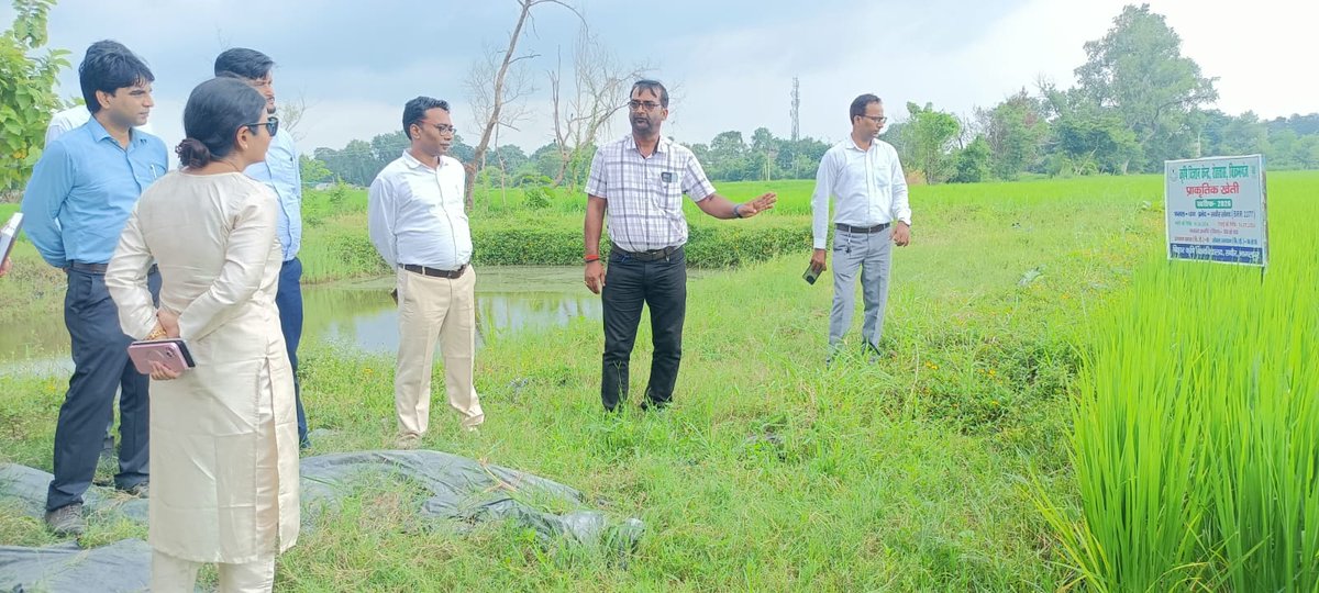 rohtaskvk's tweet photo. Dr. Aakanksha Anand, Deputy Development Commissioner (DDC), Rohtas, visited the farm of Krishi Vigyan Kendra (KVK), Rohtas, Bikramganj, and inspected the natural farming paddy crop being demonstrated at the KVK farm. https://t.co/1TU477Yioz