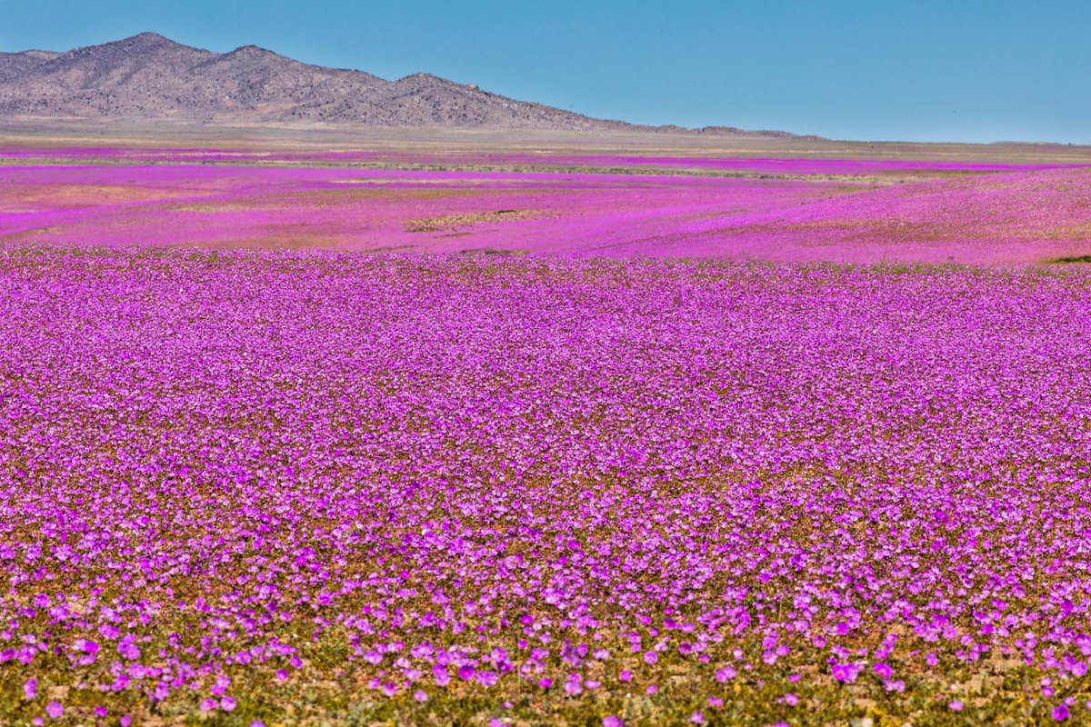 TheFlowerShow's tweet photo. Exceptionally heavy El Niño rains have triggered millions of dormant seeds beneath the soil, transforming vast stretches of one of the world’s driest regions into a spectacular carpet of flowers. 🌸🌸🌸
The Atacama Desert, one of the driest places on Earth, has been dramatically transformed following heavy rainfall in northern Chile. Areas that are typically barren and parched are now covered in vibrant violet and white blossoms, a rare natural phenomenon known as the “flowering desert.”🏵️🏵️🏵️
