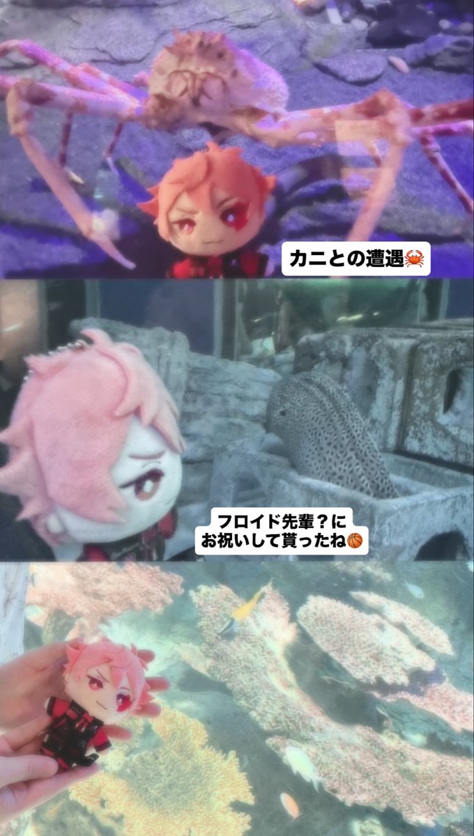 _nago0753_'s tweet photo. エース改めてハピバだよ‼️‼️‼️‼️🎉
水族館でお祝い出来て良かった❤️ https://t.co/LVoFtbFnNc