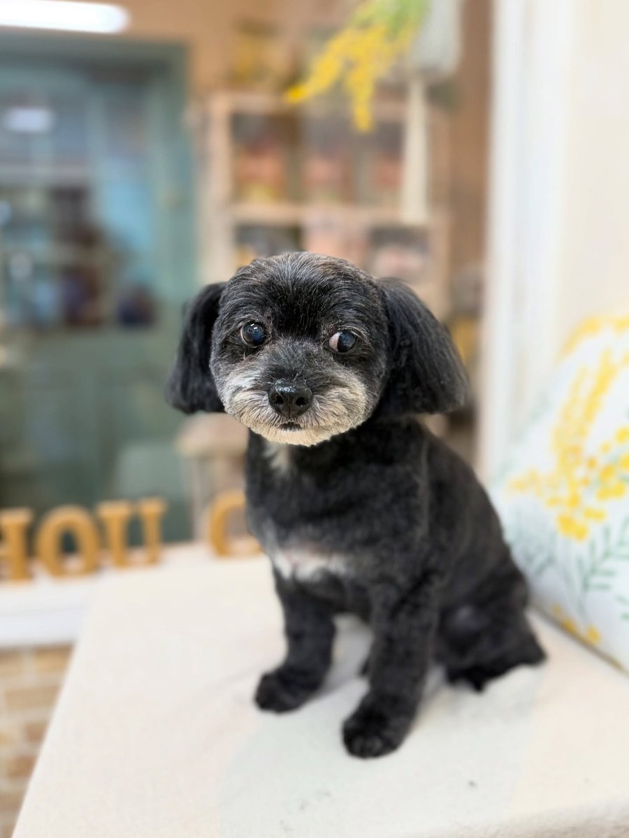 SusannZwerxpol's tweet photo. Hana, the Maltipoo (Maltese × Poodle), visited us. Thank you for coming, Hana! https://t.co/WBQO7vTKj1