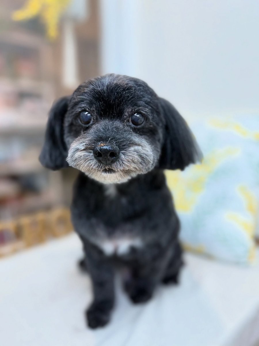 SusannZwerxpol's tweet photo. Hana, the Maltipoo (Maltese × Poodle), visited us. Thank you for coming, Hana! https://t.co/WBQO7vTKj1