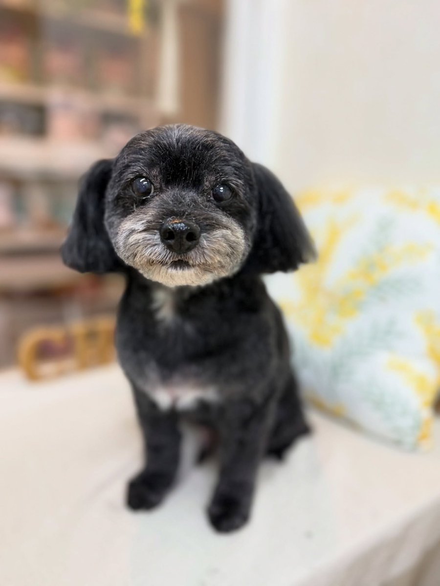 SusannZwerxpol's tweet photo. Hana, the Maltipoo (Maltese × Poodle), visited us. Thank you for coming, Hana! https://t.co/WBQO7vTKj1