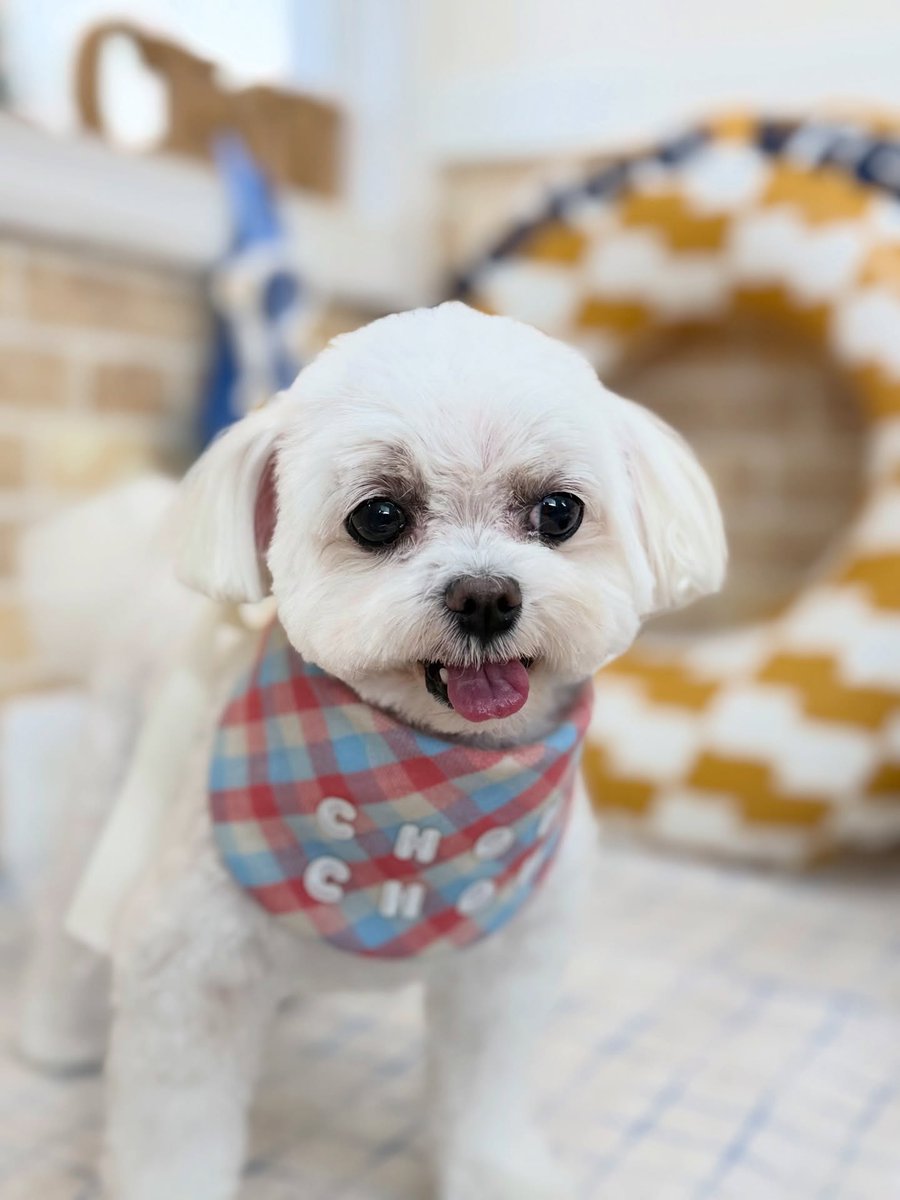 SusannZwerxpol's tweet photo. Moko the Maltese, thank you for visiting us! https://t.co/y4eUbGcVcM
