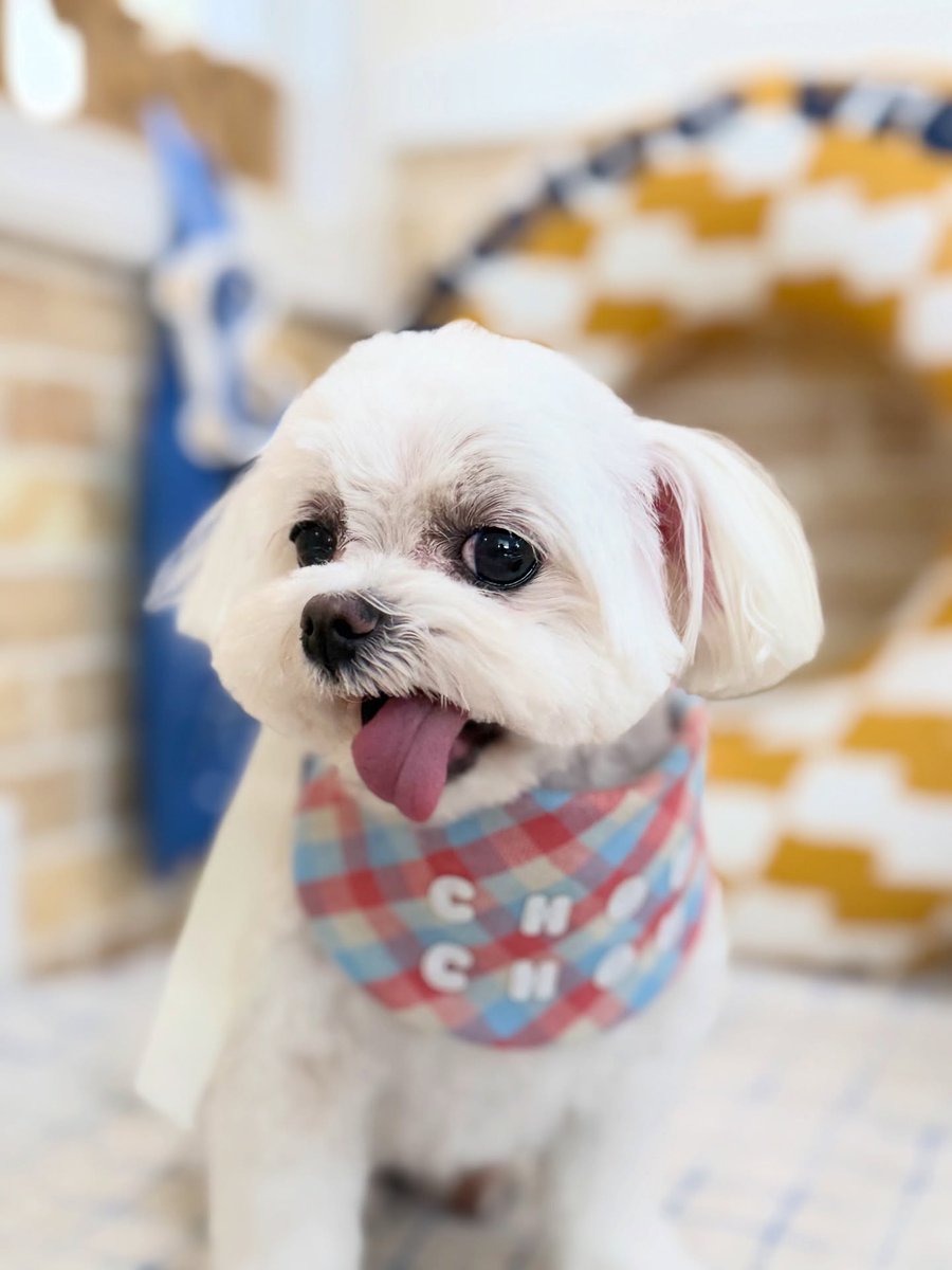 SusannZwerxpol's tweet photo. Moko the Maltese, thank you for visiting us! https://t.co/y4eUbGcVcM