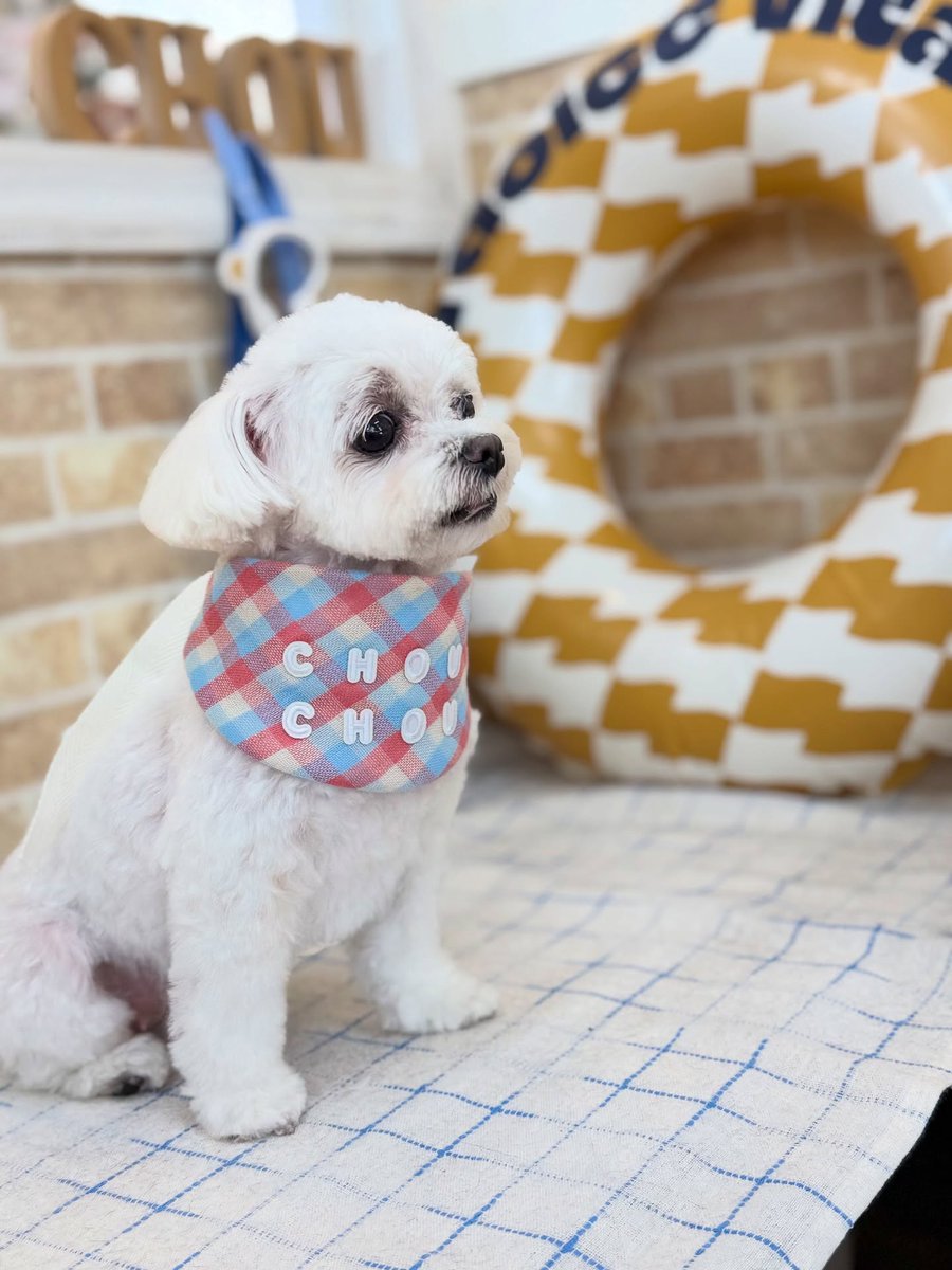 SusannZwerxpol's tweet photo. Moko the Maltese, thank you for visiting us! https://t.co/y4eUbGcVcM