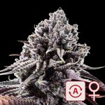 Photo by Self-Hemployed (@selfhemployed)