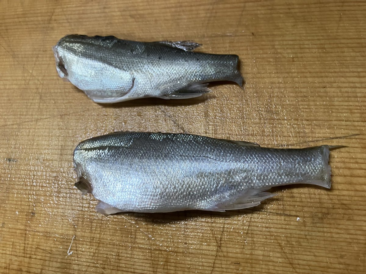 jiro360's tweet photo. 釣り感想戦
ひとりごと
以下

いわゆる時合いて
釣りのキモがありまして
干潮から上げ潮はじめ
浅場での釣りをいままで
キャッチーで楽しくヨシ！
としてただけど
ここんとこ攻略すすんで
満潮からの下げはじめ
深場の釣り味てゆーのかな
タナとか地形把握が
むずかしいだけに
ハマると
たたたのしい https://t.co/CB7mf6J59W