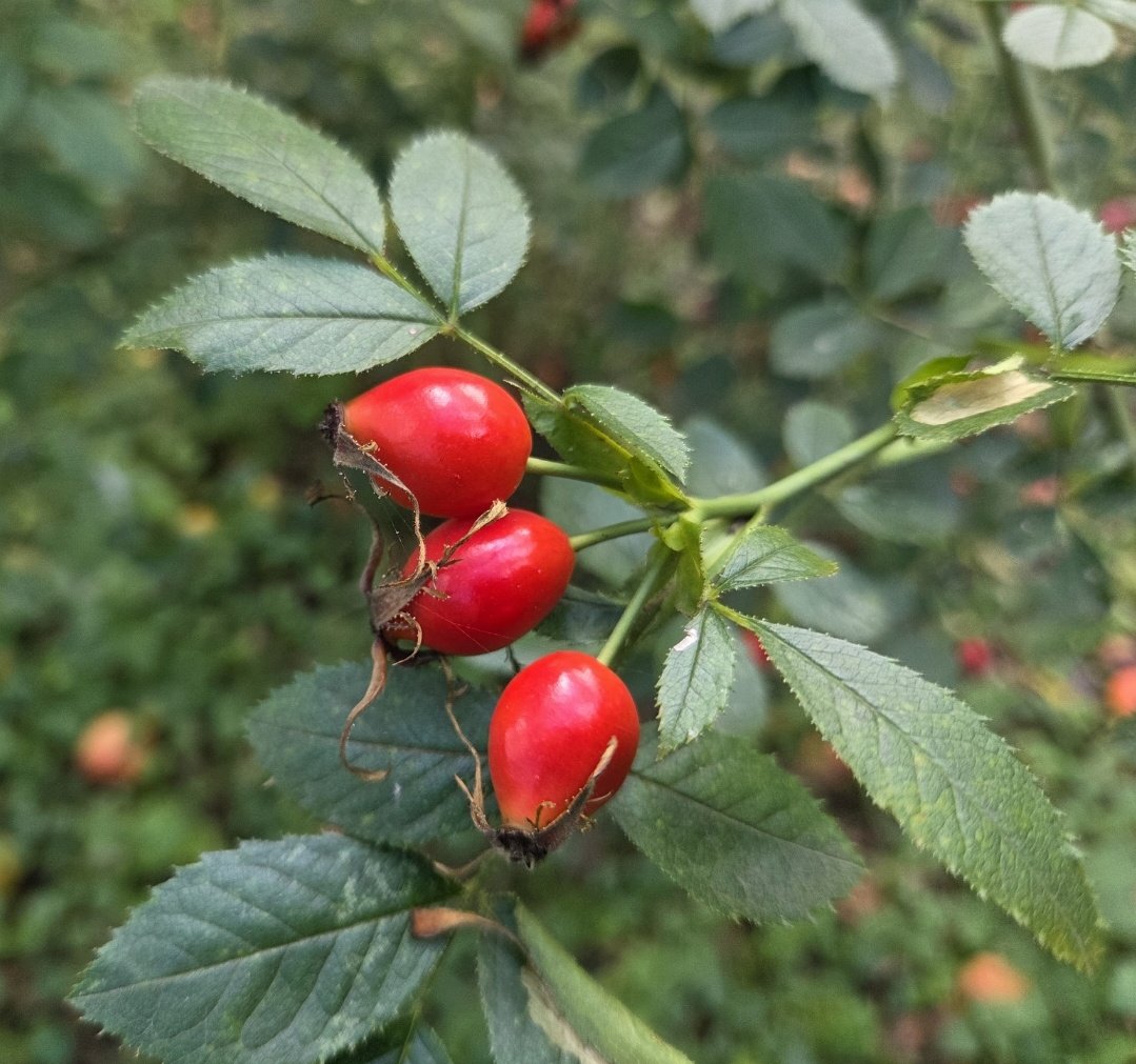 Magorza53131351's tweet photo. MiΕego popoΕudnia ππβοΈπ΅π±
#FirstDayOfAutumn https://t.co/tQhXRpdaAk