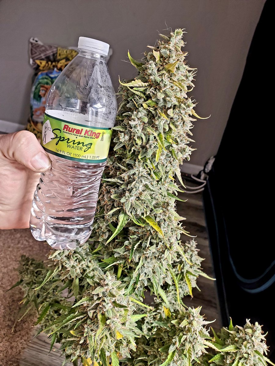 medicalgrower42's tweet photo. Sour Apple Autoflower.
Super fat buds! https://t.co/HkzbKpYQfI