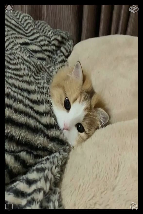 kiruminphose's tweet photo. ⌚The cat sleeps on the windowsill with wool pillowHold constant soft gratitude for every kind supportive person aiding your life journey send quiet sincere thanks preserving warm kind hearts in all daily social interaction moments https://t.co/U4YY9Bemgq