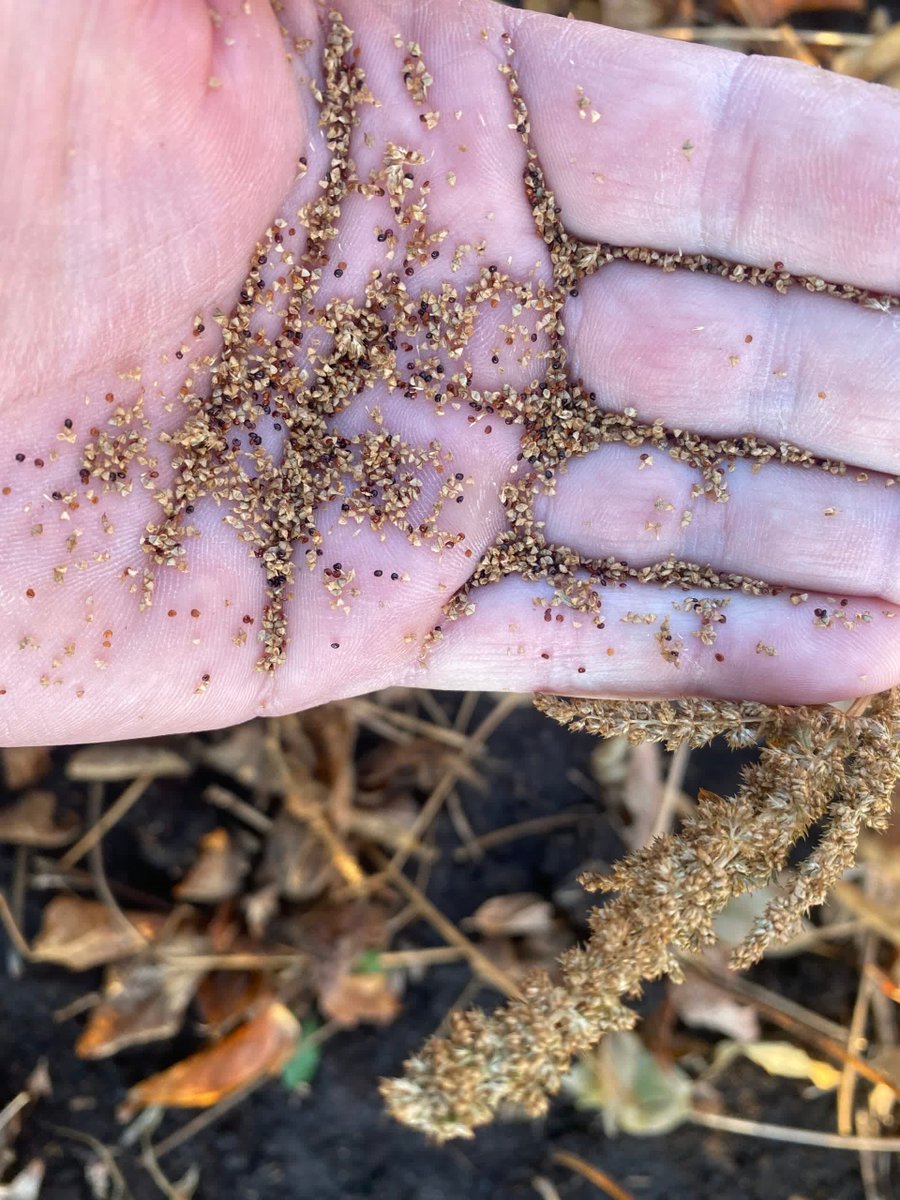 PFSeed's tweet photo. WEED WATCH | Late-season "Christmas trees" may not cost much yield now, but they can add thousands of seeds to the soil, and the combine can spread them farther.

Plan ahead for cleaner fields: https://t.co/74H9vN3auH https://t.co/0fUrub41jq