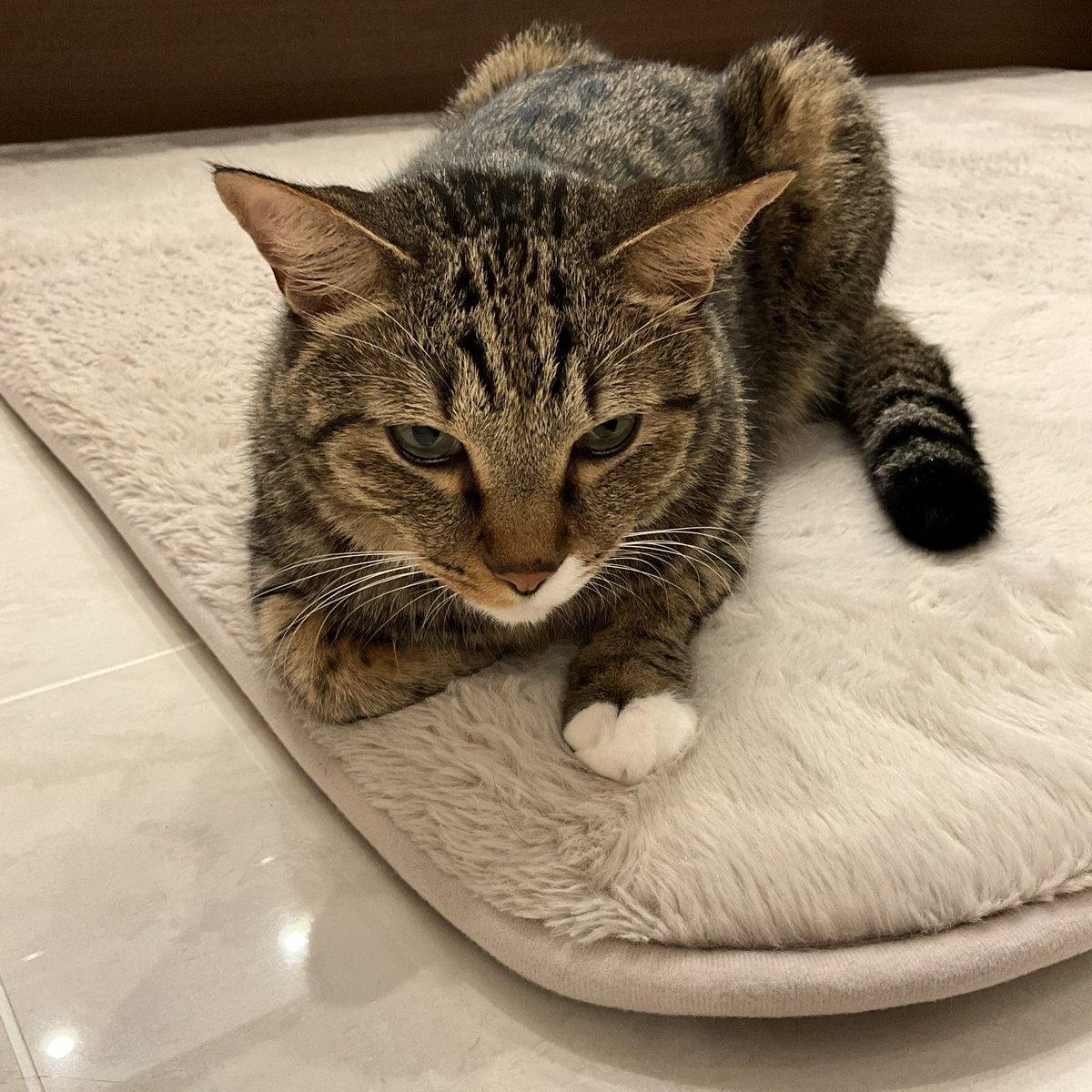 BRfNMpAK2IoBQCS's tweet photo. 連休…終了…します

ぐら男🐱 https://t.co/oQJsRPGi6p