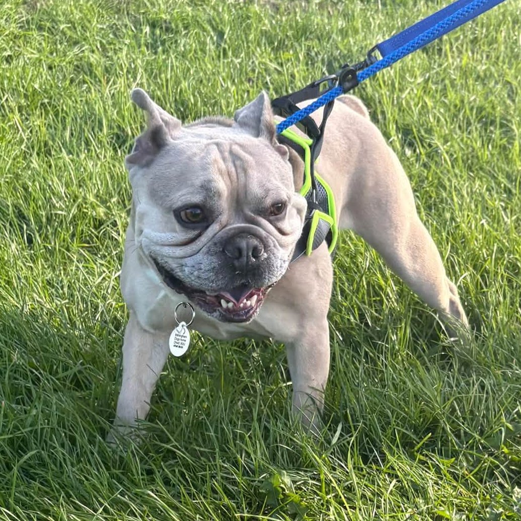 rescuedoggypaws's tweet photo. Spud is looking for:
• An experienced home
• Preferably as the only dog
• No cats
• Children over 12
• Someone who will keep him active and entertained
A homecheck and adoption fee apply. (£425)
https://t.co/Y5BrOCyWcI
#Lincolnshire #Yorkshire #Doncaster #Sheffield #Hornsea https://t.co/oEPpciG5CZ