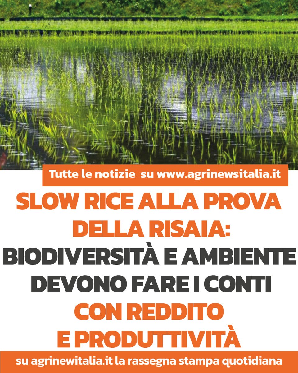 AgriNewsItalia's tweet photo. Slow Rice porta biodiversità e agroecologia in risaia. Ma la verifica è nei campi: rese, costi, acqua, input e soprattutto reddito per il risicoltore. https://t.co/7mdO0TlNNy
#SlowRice #Risicoltura #Biodiversità #Agricoltura https://t.co/S8zClhqnXN