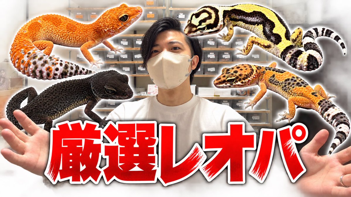 aririn_leopa's tweet photo. ▼YouTube更新

【新入荷】厳選したレオパたちを見よ！
https://t.co/GmRZWKOsrd

#レオパ https://t.co/xkRufpuJFe