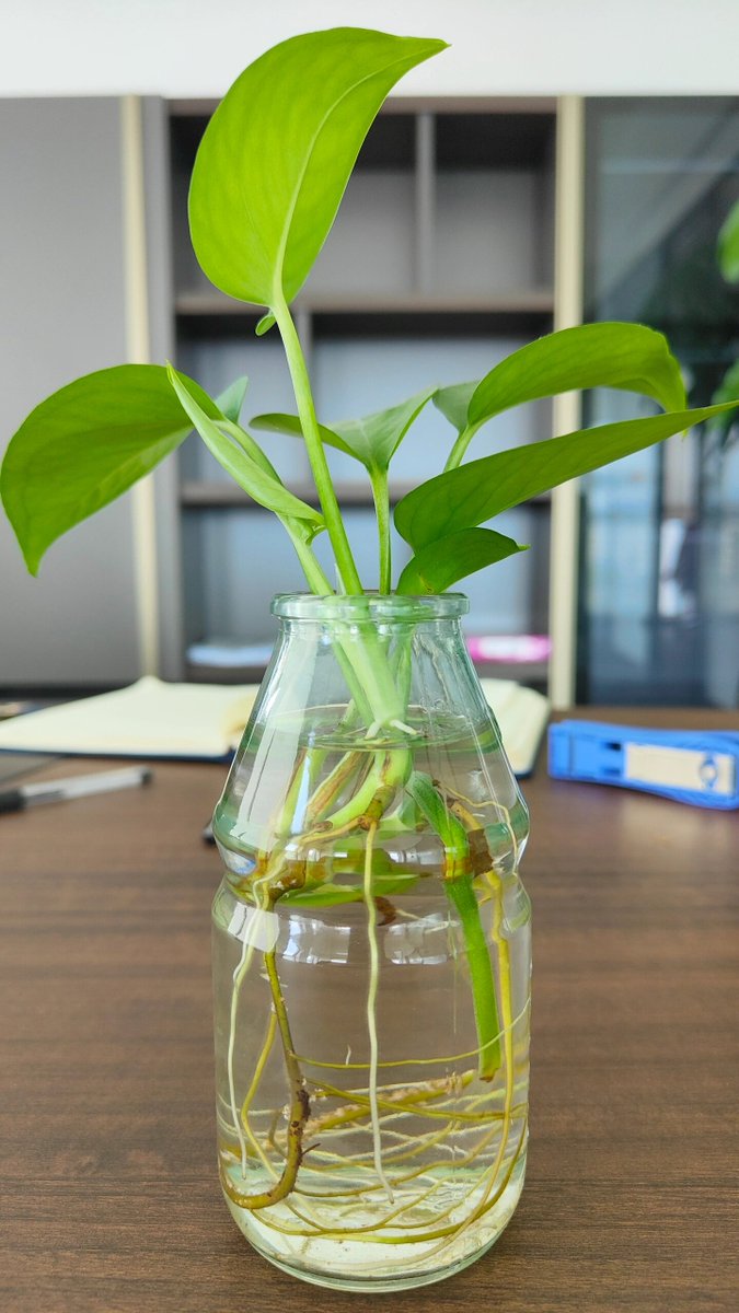 BeverleeLadn3d's tweet photo. Cambia el agua de tus plantas de interior cada semana para evitar malos olores y darles nutrientes. https://t.co/Ycr7OyauNz