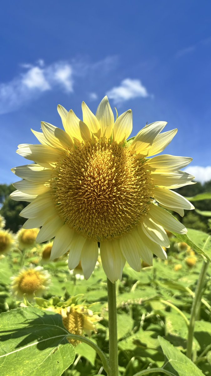 bb_kiyohiko's tweet photo. これは先月のログインボーナス🌻
最高の夏でした👒 https://t.co/u7l7nynIhD