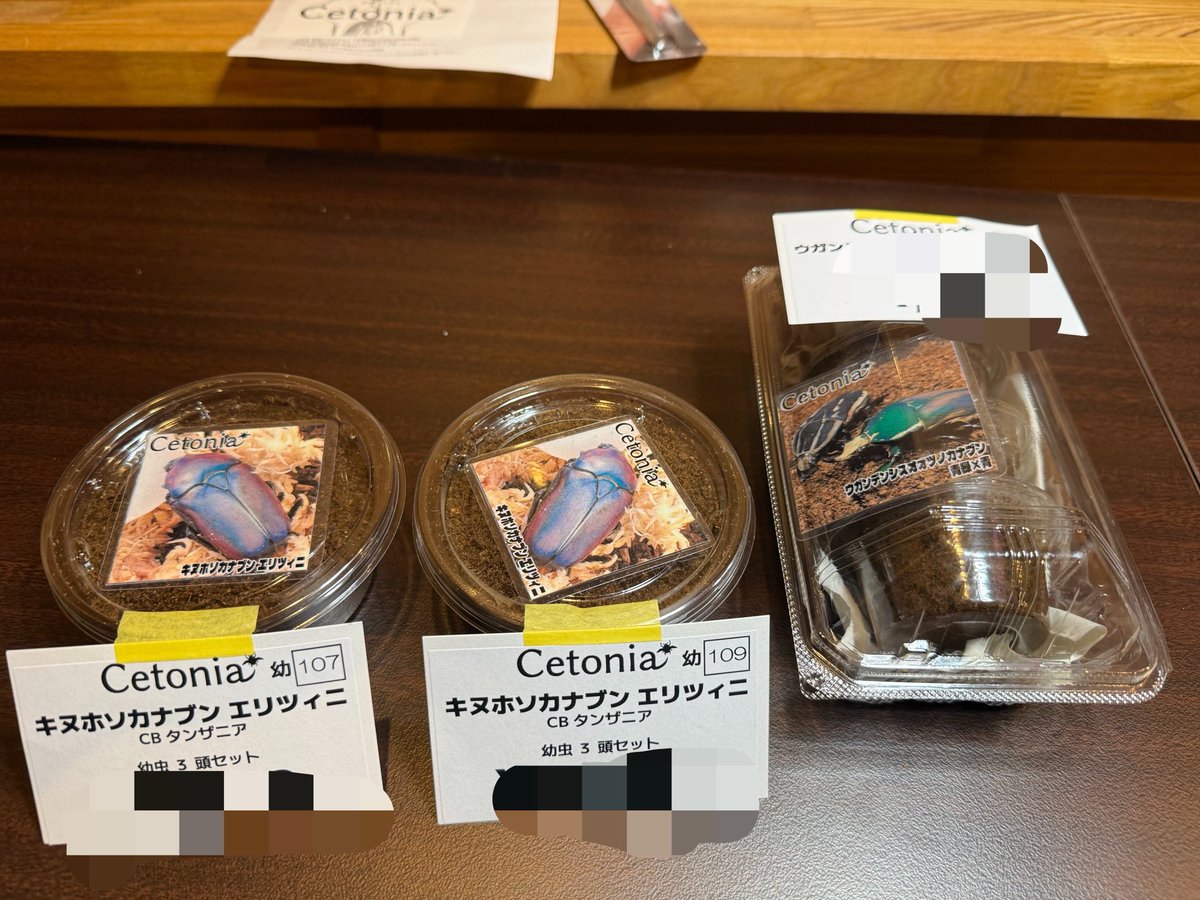fullstackbeetle's tweet photo. インセクトフェアでのお買い物❣️

クワカブに並行してブンブン集めてます🪲 https://t.co/P3OxPM94kH