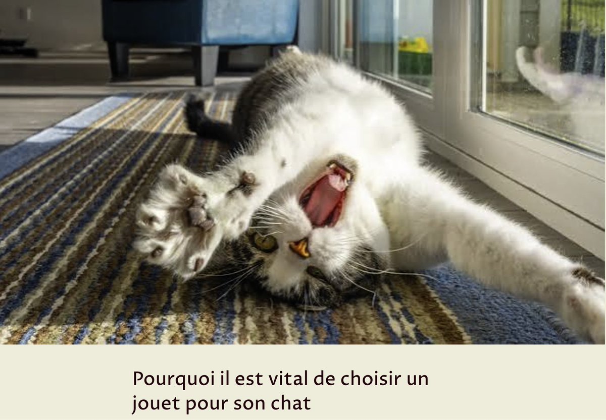 gagademonchat's tweet photo. Non, votre chat ne dort pas 18h par jour parce qu'il est fainéant... mais parce qu'il s'ennuie ! 🐱

Selon la science, les jouets interactifs sont nécessaires pour sa santé physique et mentale.

Découvrez pourquoi 👇 https://t.co/TbWkGeQ0IP https://t.co/lF1Bh7bmsJ