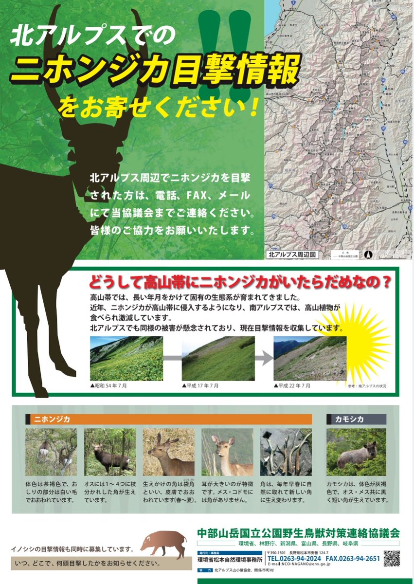 NAlps_Sikadeer's tweet photo. 今年の7月5日に蓮華岳山頂付近で調査を行っていた際に、オスのニホンジカ1頭を目撃しました
始め、稜線付近にいましたが、我々に気がつくと長野県側の斜面を降って逃げていきました

北アルプスでのニホンジカの目撃情報がありましたら、中部山岳国立公野生鳥獣対策連絡協議会へご連絡ください https://t.co/KoY0q1zcKm