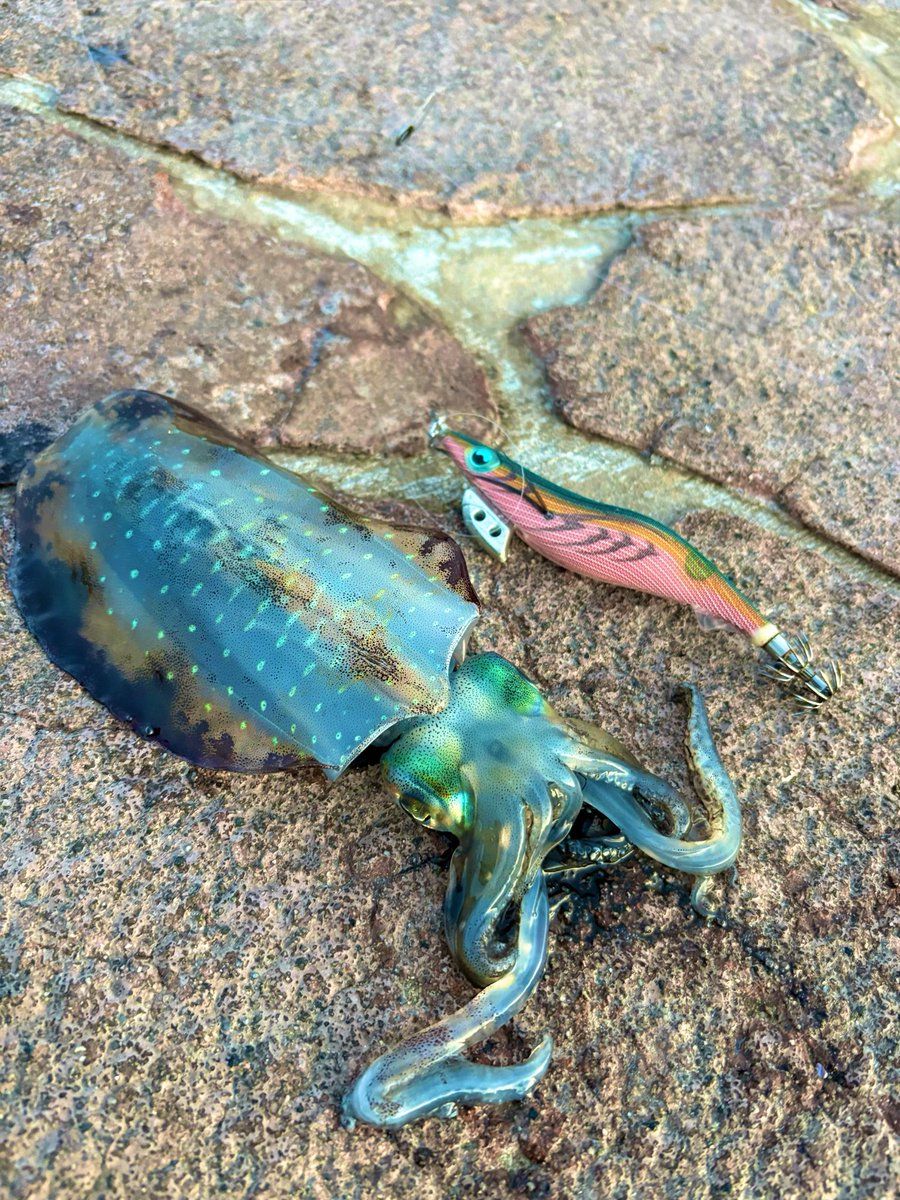 DX39715648's tweet photo. 🦑 https://t.co/OcPyyrlyvO