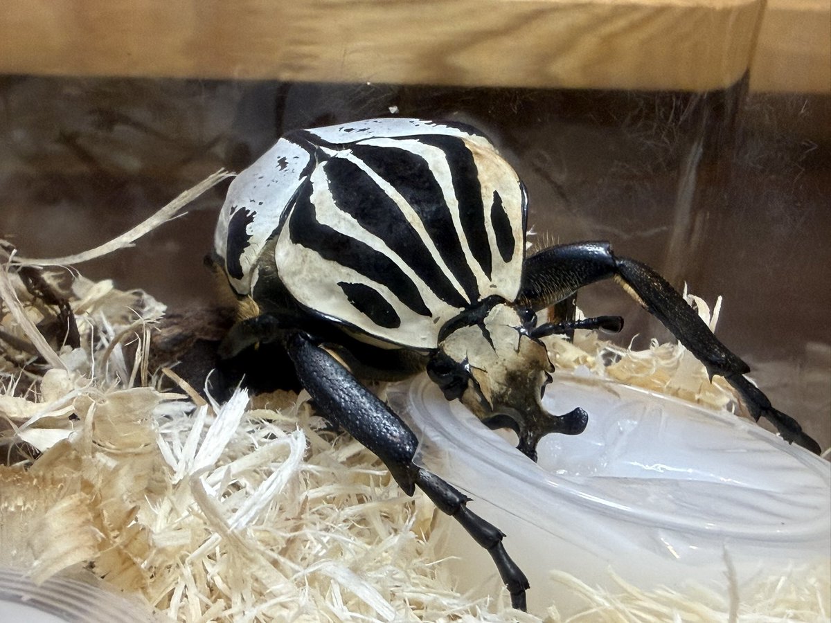 fullstackbeetle's tweet photo. すげー🤩初めて生きてるの見た笑

頭数抱えて飼育したい❗️

手の上乗せて写真撮りたいけど急にハイになるのが嫌だからケース越しで📷

カブトばりに餌喰います！ https://t.co/TndnRHlM8Y