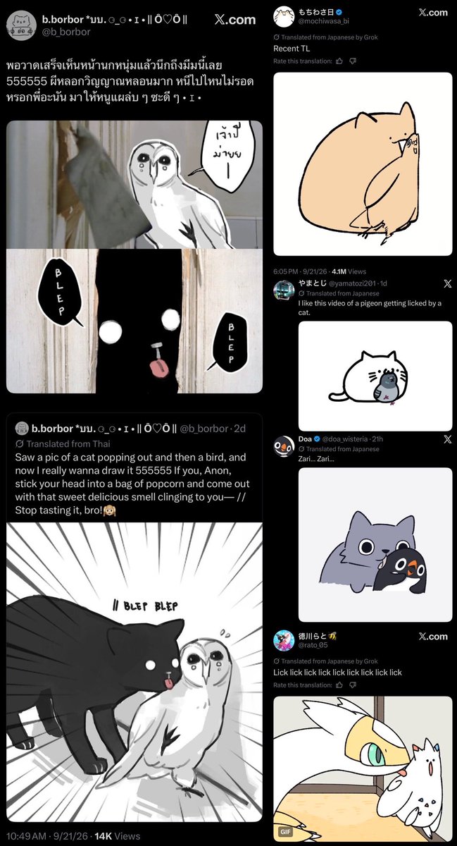 skattlefish's tweet photo. cat lick pigeon no ai https://t.co/IpIMPvOAJa
