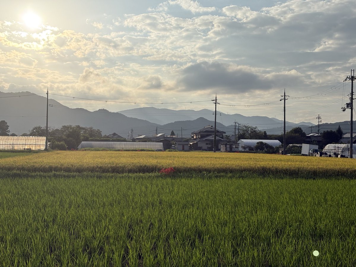 July4Chi's tweet photo. 今日も一日おつかれさま。
最近一日が早すぎる…

朝のお弁当と、彼岸花と、夕方の田んぼ。
少しずつ秋🍂

京都・西の郊外にて。 https://t.co/AkiuuCR4yq