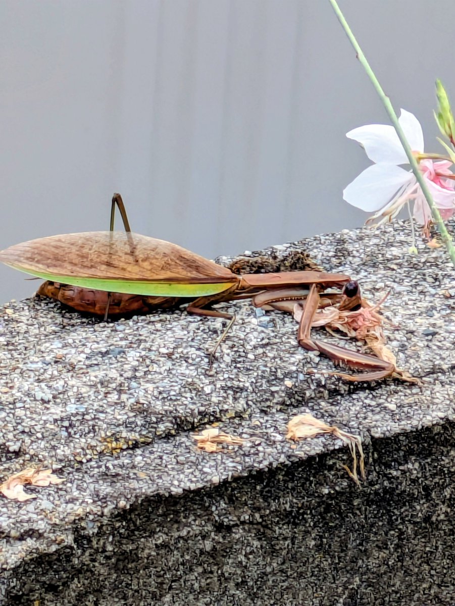 pata_ich's tweet photo. 立派なオオカマキリ！
…と思って近付いて見たら、
ガウラの花を枕にしたようなポーズのまま、とても目立つ場所（ブロック塀の上）でお亡くなりになってました。
お腹も大きいままだし、他にキズもなさそうなのに…何が原因だったんでしょう。。。 https://t.co/JQsQ3vdiV1