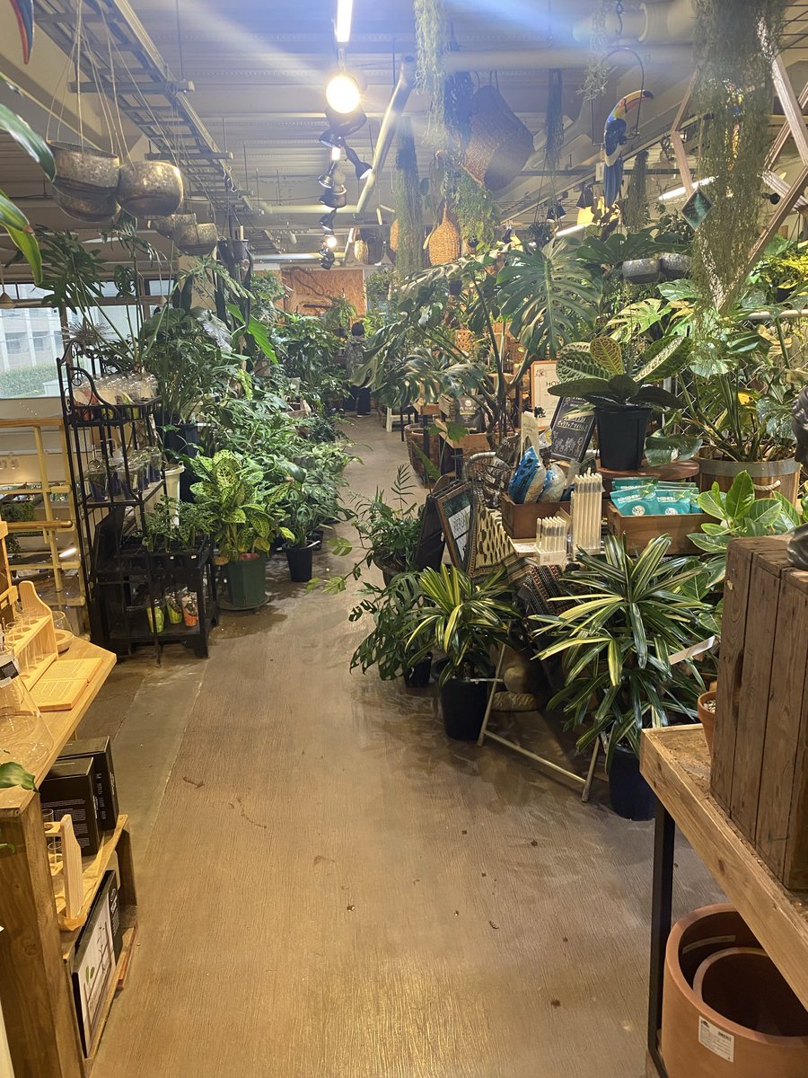 visionsCreation's tweet photo. シルバーウィークは
素敵な園芸店を訪れました☺️

しかも練馬から激近で
素敵なカフェも併設されてます。
また、行きたい🥳
#渋谷園芸 https://t.co/e6426ygRqo