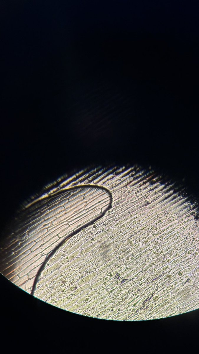 svliln's tweet photo. Lap bio 🧫
توقعو ايش الخلايا الي مصورتها؟ https://t.co/4in0Keo8mr