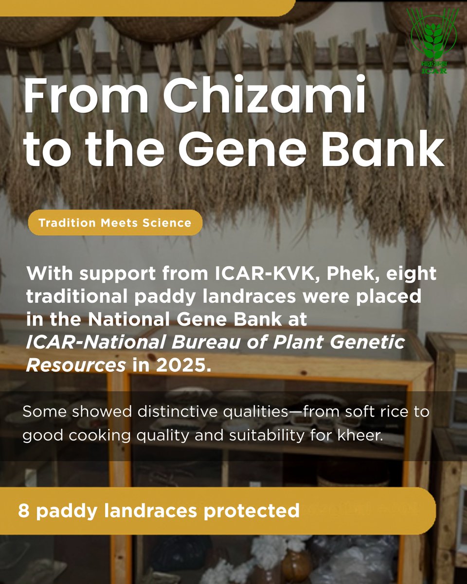 icarindia's tweet photo. In Chizami, Nagaland, women-led seed conservation is protecting 200+ indigenous crop varieties. With ICAR-KVK, Phek, 8 traditional paddy landraces are now conserved nationally. @ChouhanShivraj @mpbhagirathbjp @RNK_Thakur @AgriGoI @mygovindia @PIB_India https://t.co/e1k6OW7vzO