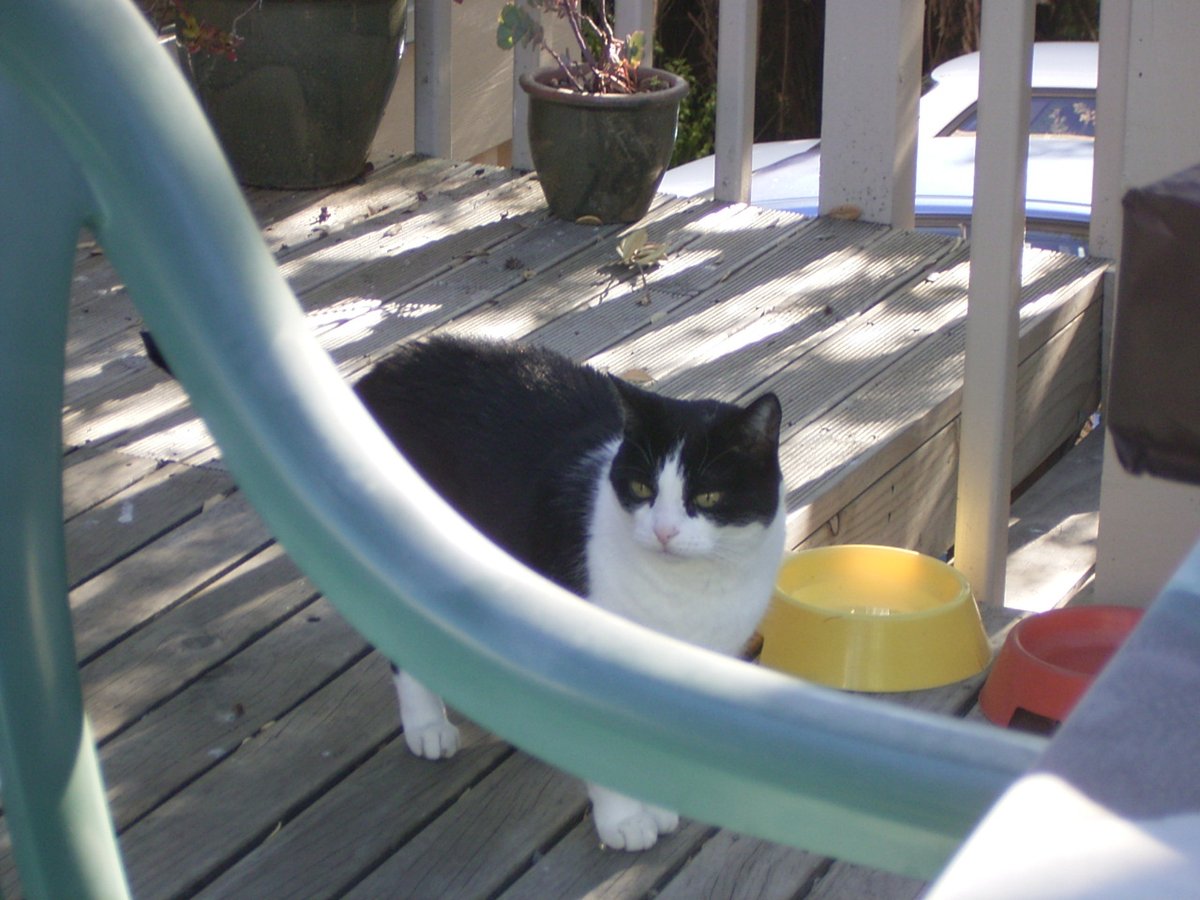 intelligenjs's tweet photo. 最近難い話題が多かったので、NZで最初のホームステイ先の飼い猫ボビー。

1年間の現地高校での留学前に、まずは2週間の語学学校での研修だったんですが、

夕方に学校から帰ってくると体をスリスリしてきて「お前新入りやからな？」と毎回確認してきました。笑

2006年逝去。 https://t.co/DULmZEJ4JF